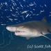 shark_tiger_sand_spar_h_0092_nca0099.jpg